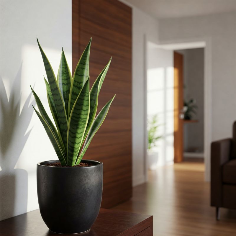 5-piante-facilissime-da-curare