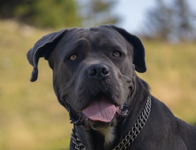 i-5-cani-pi-costosi-in-italia