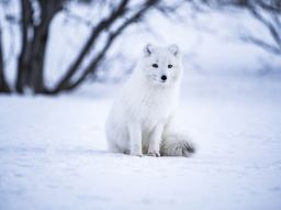 5-animali-in-via-d-estinzione