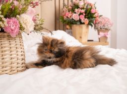 i-5-gatti-pi-costosi